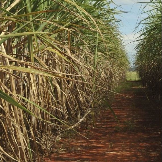 Eletrificação total é tendência para 2026 no agronegócio